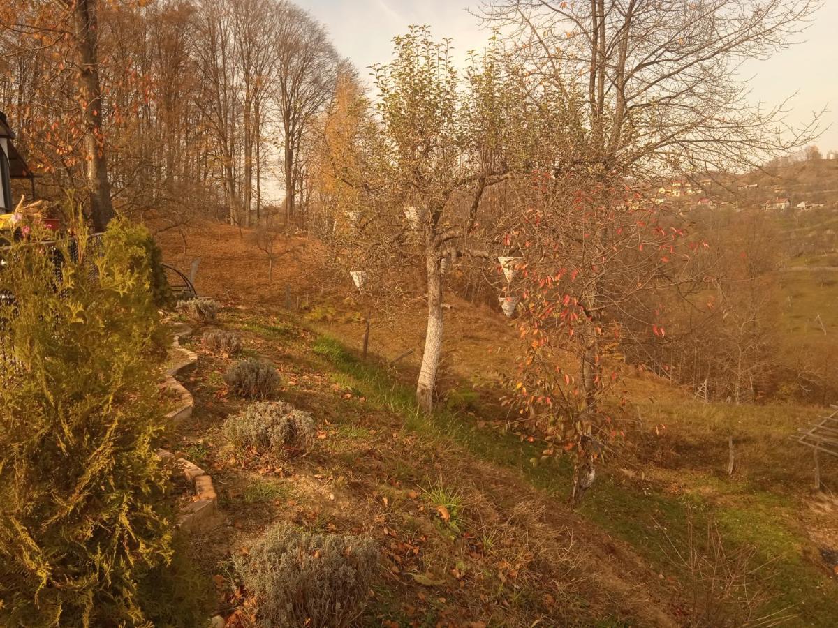 Stablo Barasti